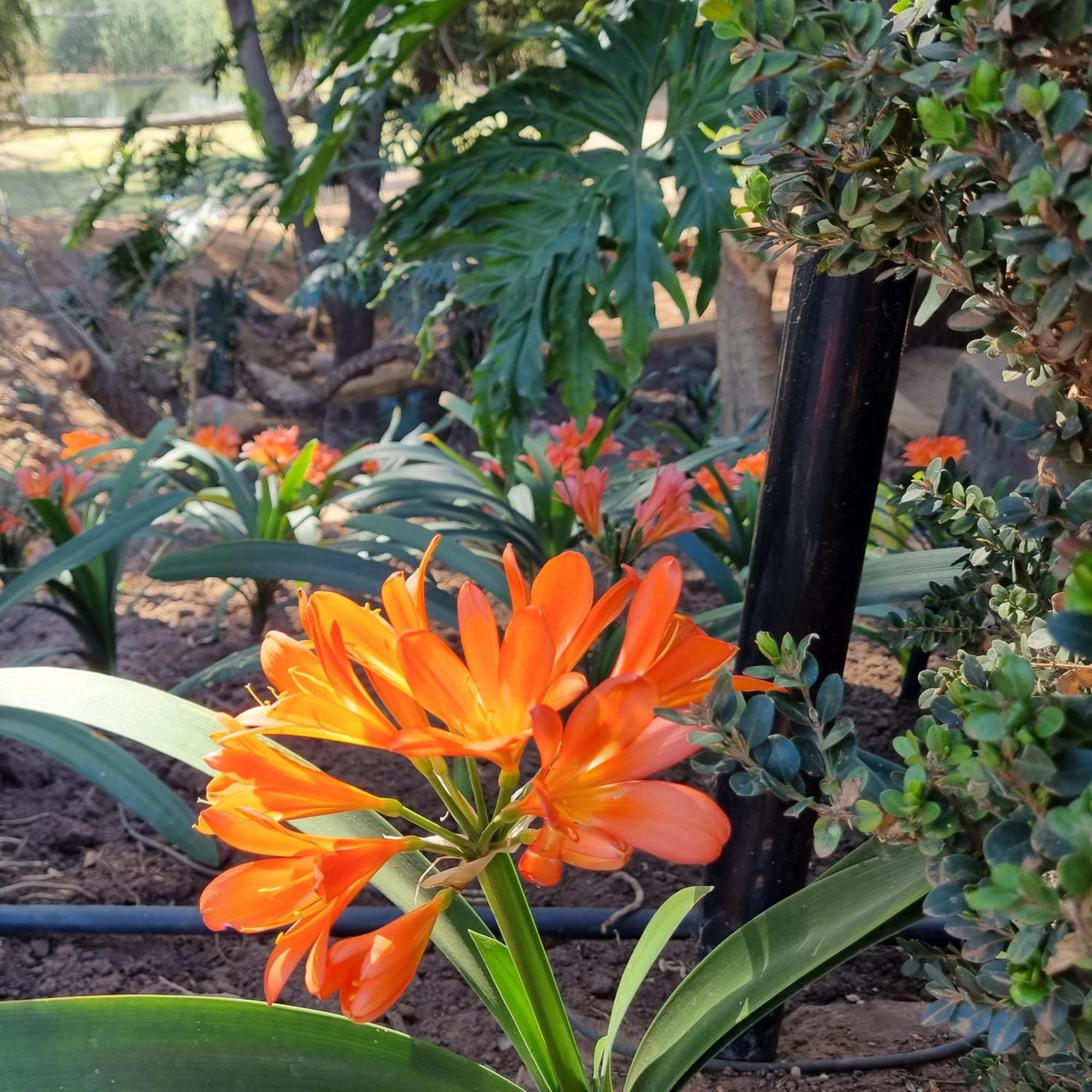 Bass Lake Country Lodge Pretoria-Noord Exteriör bild